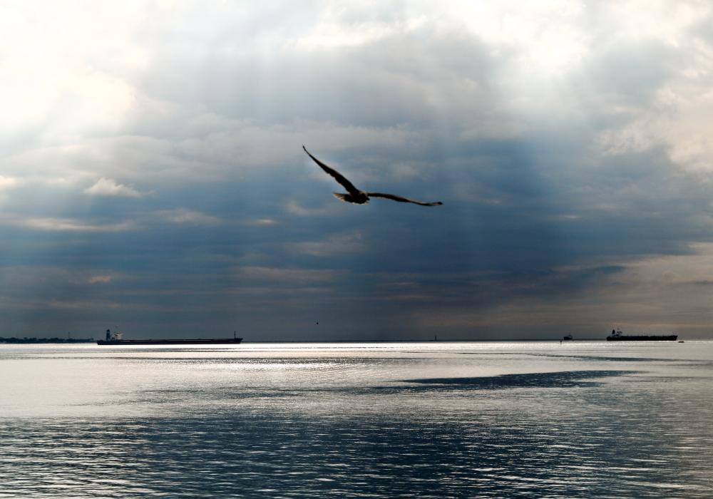 Gabbiano - Mar Grande - Taranto