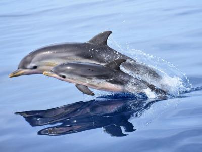 Jonian Dolphin Conservation - Taranto