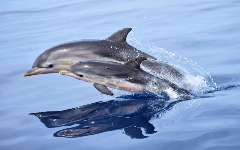 Jonian Dolphin Conservation - Taranto