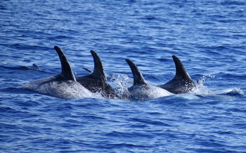 Jonian Dolphin Conservation - Taranto